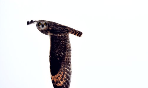 wildlife256