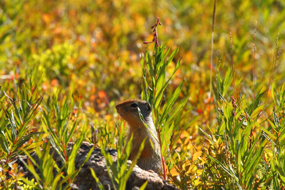 Nature animal alpine