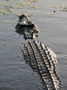 Reptile wildlife carnivore