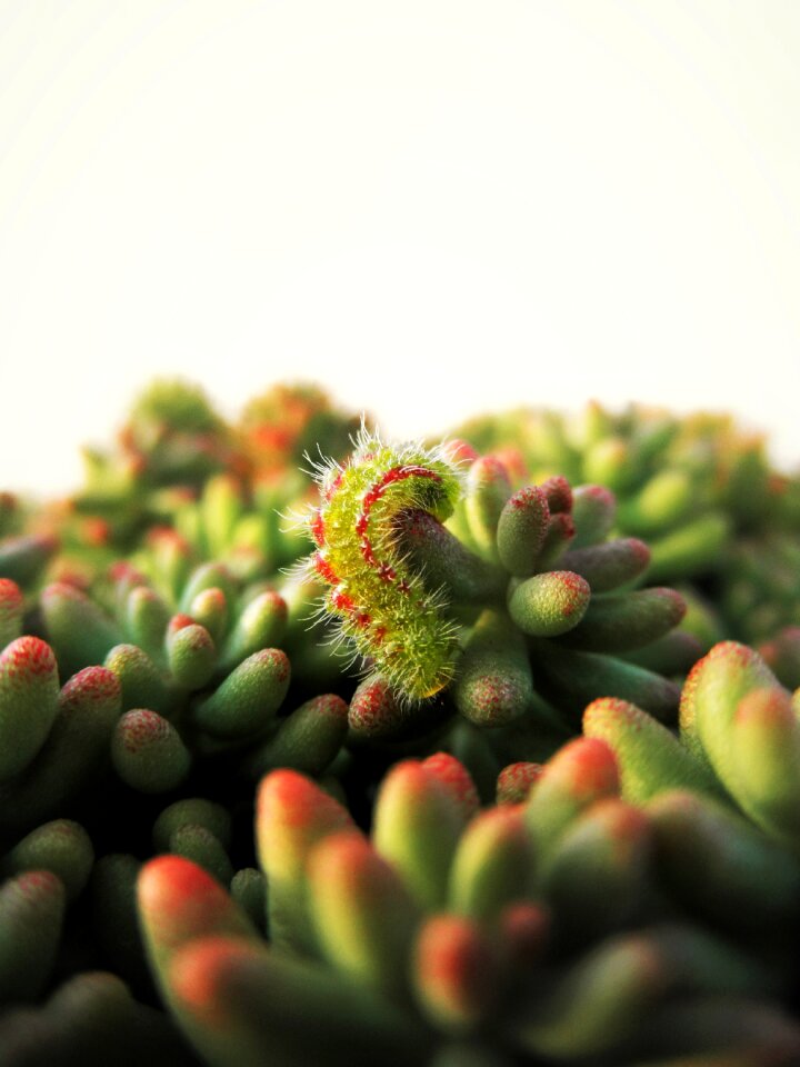 Sedum green plant