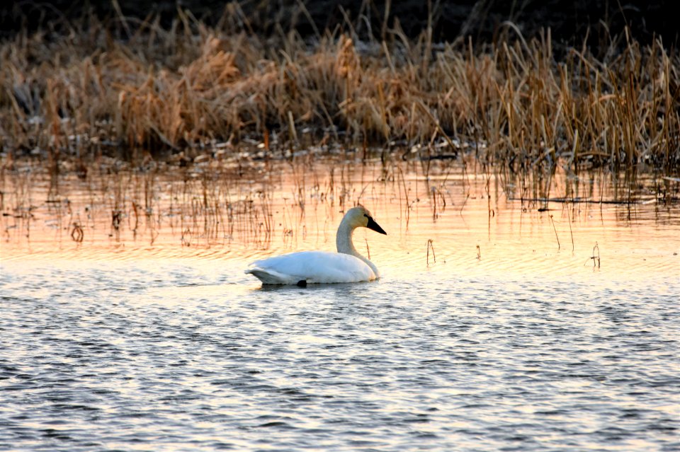 wildlife196