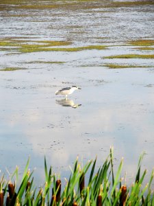 Black-crowned Night-Heron, July 2017.