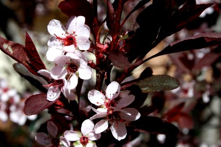 Putple Flower Madness