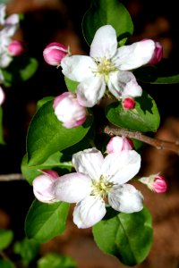 Apple Tree Blossoms