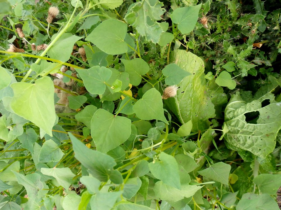 Cover Crops RO 20-XL