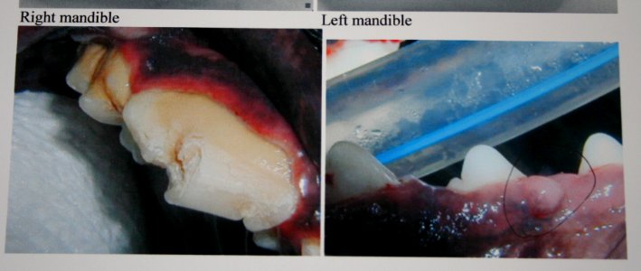 Cadu's Rotten Tooth