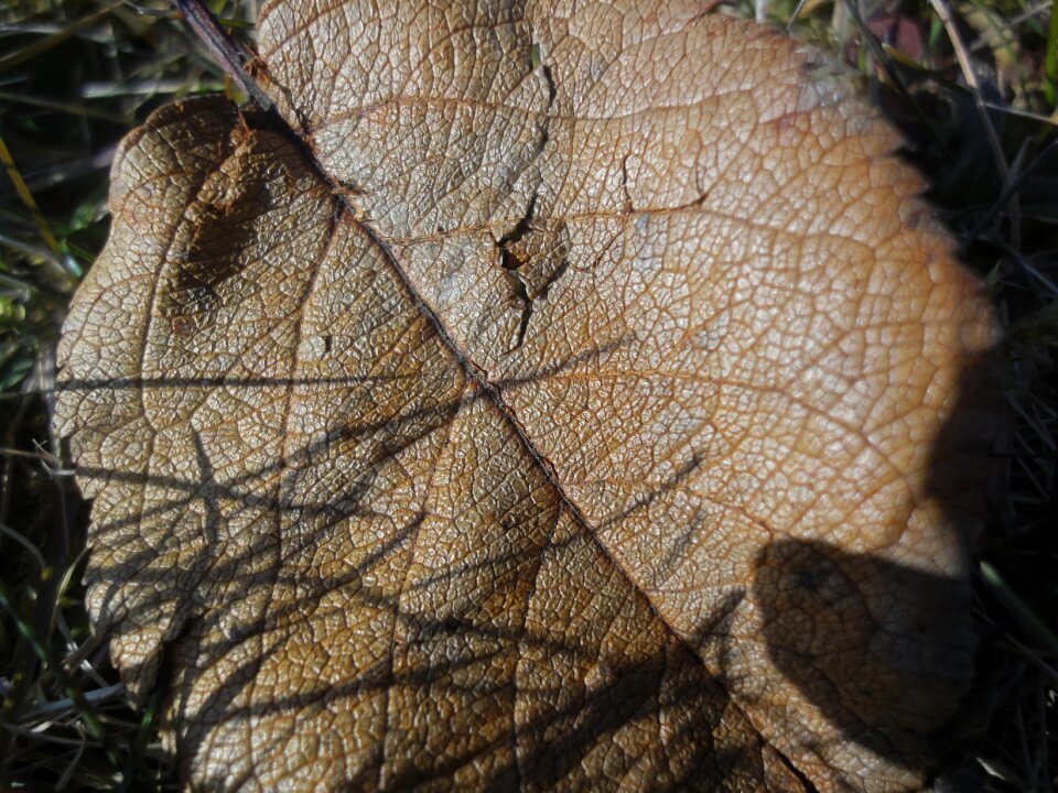 Nature foliage autumn leaves