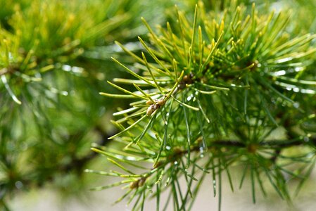 Branch needles conifer