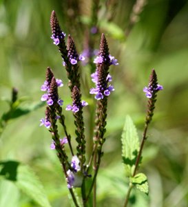 Plants OB 972