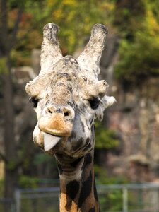 Funny animals fun giraffe face photo