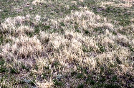 Grass03.tif