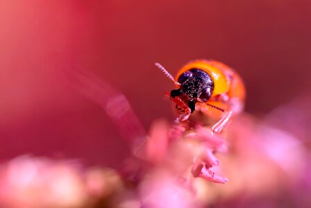 Beetle india kerala photo