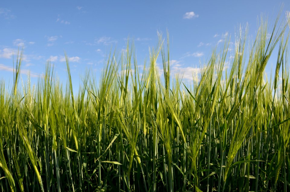 Crops102
