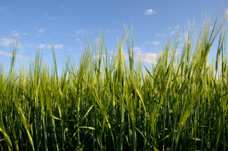 Crops102