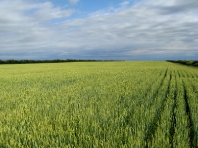 Crops100