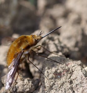 Proboscis wildlife insect