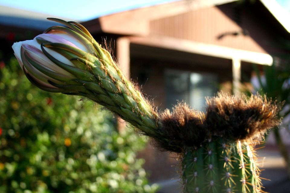 One Day Cactus Flower