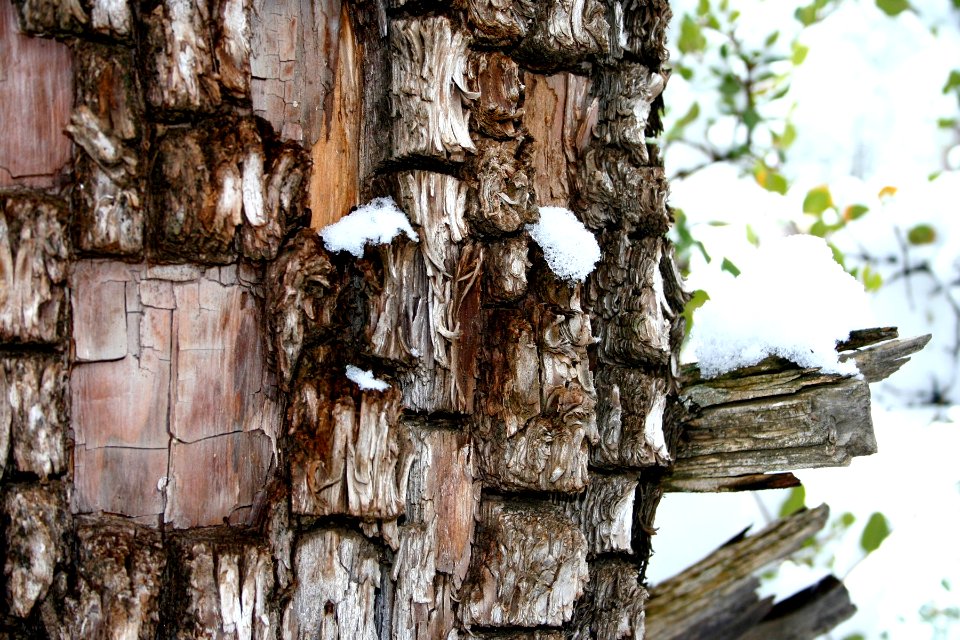 Juniper Bark Snowed