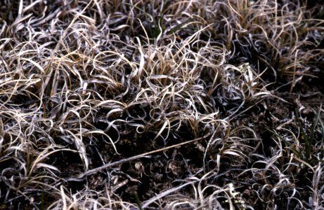 Grass23.tif