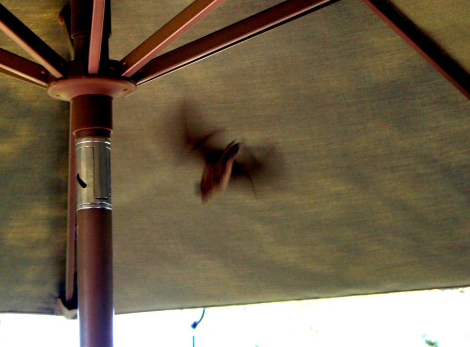 As the Bat Flies