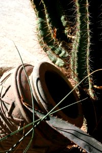 Flower Pot and Cactus