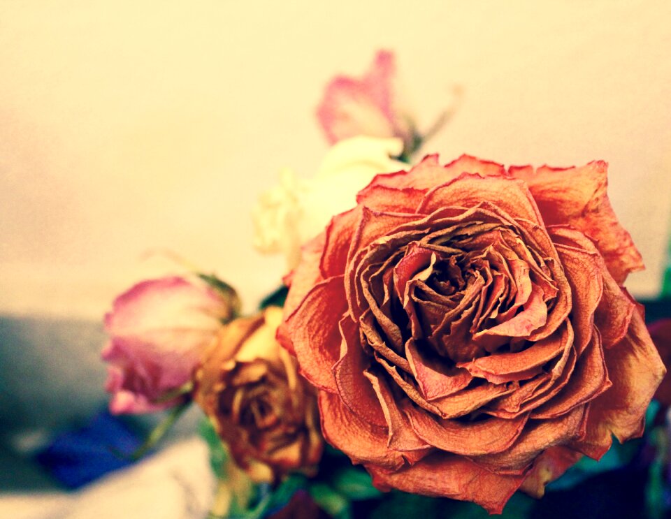 Yellow pink flower