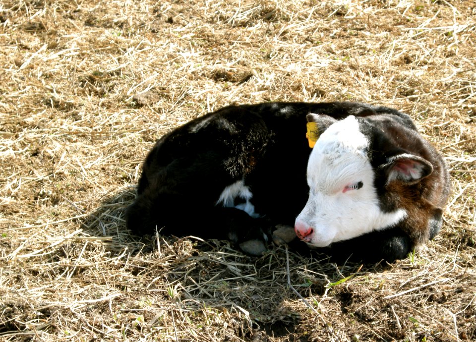 Livestock80.tif