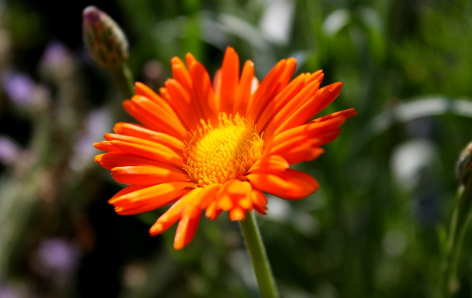 Calendula officinalis