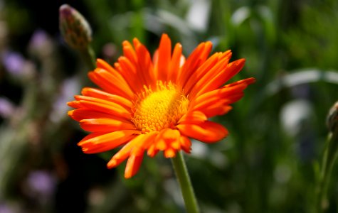 Calendula officinalis photo