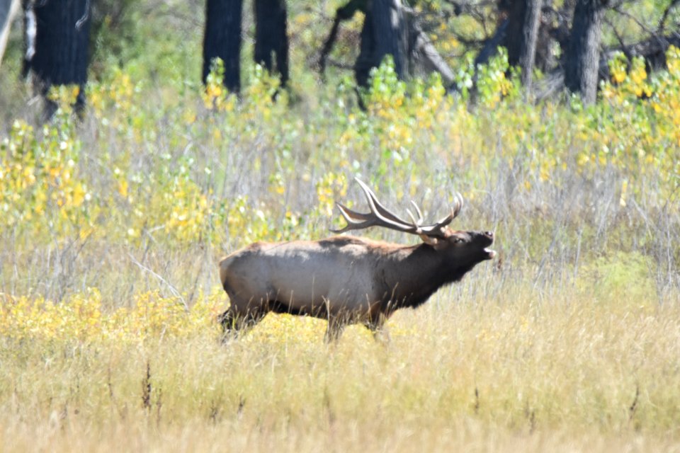 wildlife220.jpg