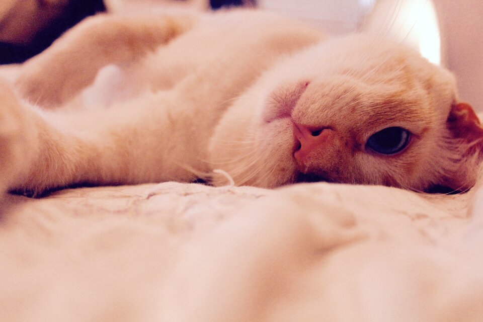 Cute cat animal domestic