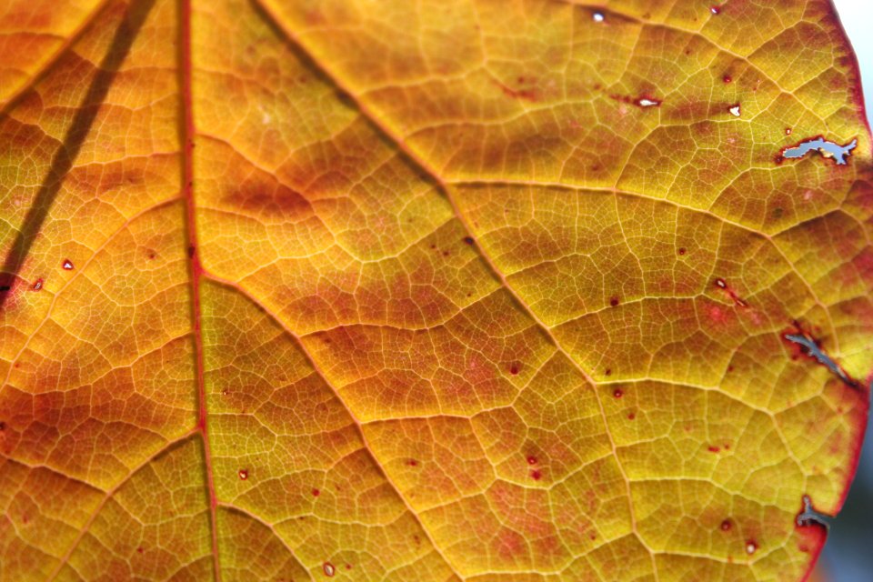 Yes, Arizona Has Fall Colors