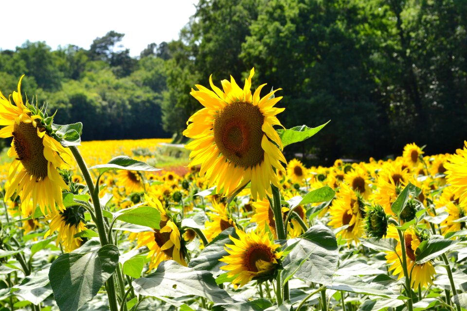 Sunflower big flower field of sunflowers