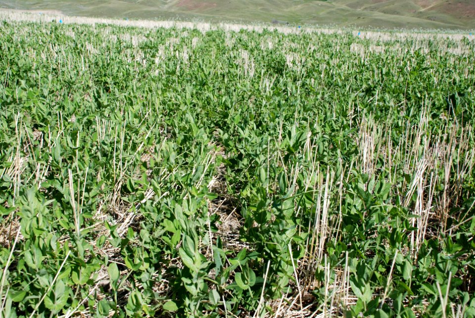 Cover Crops Tour 026