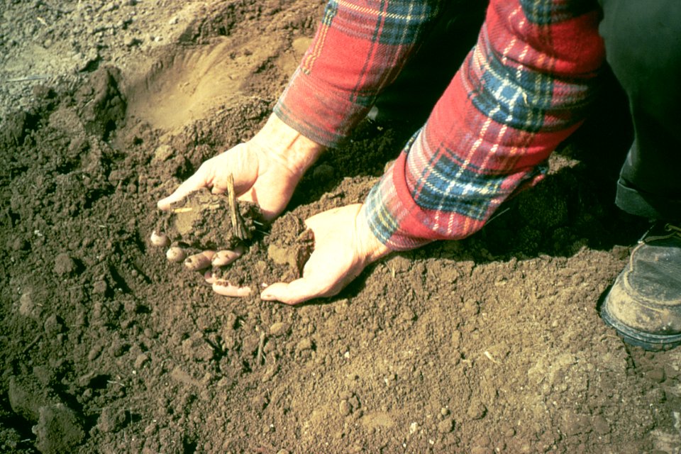 Soil Survey01.tif photo