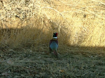 Wildlife87.tif