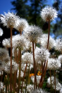 Who is the Tallest Puffball?