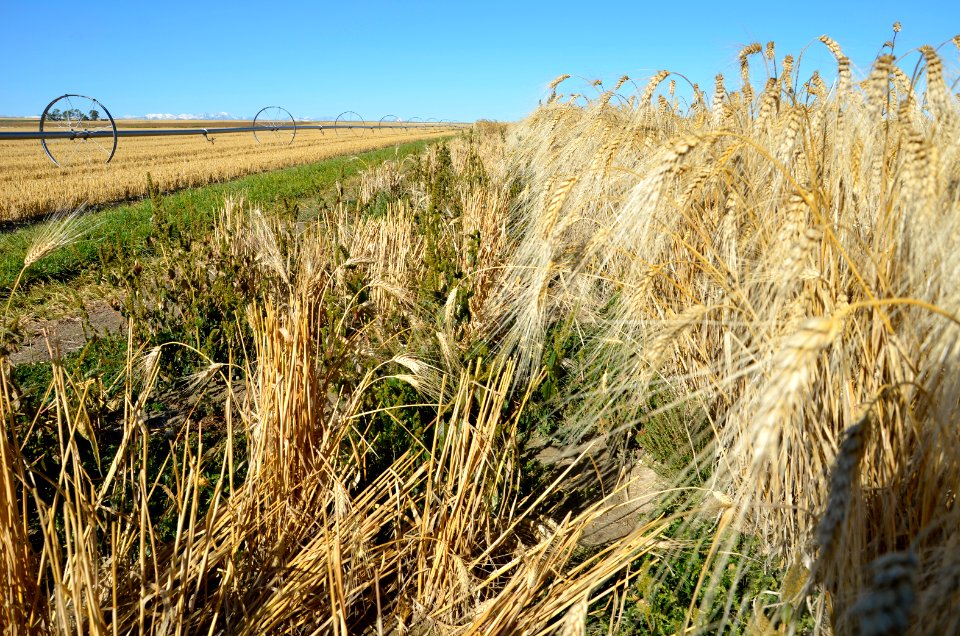 Crops114.JPG
