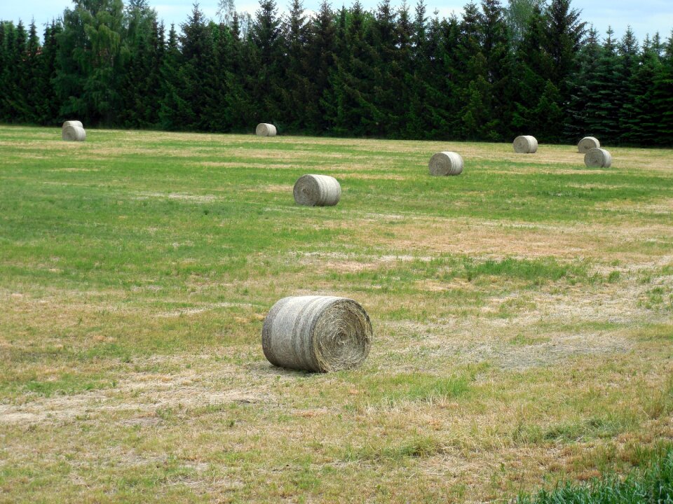 Hay hay bales harvest