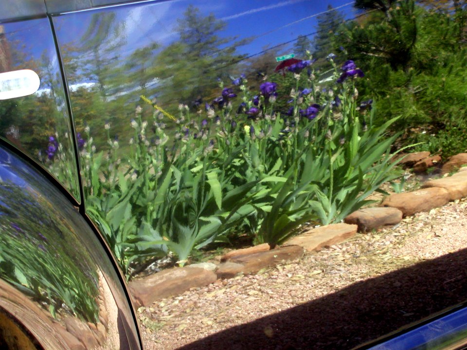 More Irises from Strawberry