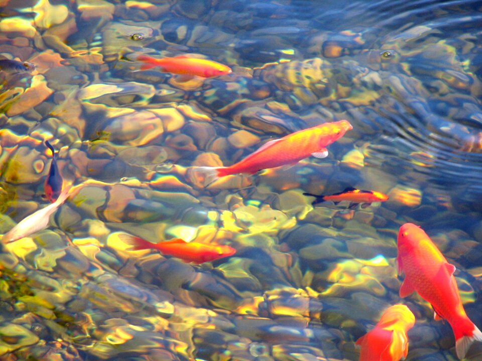 Water japanese swim