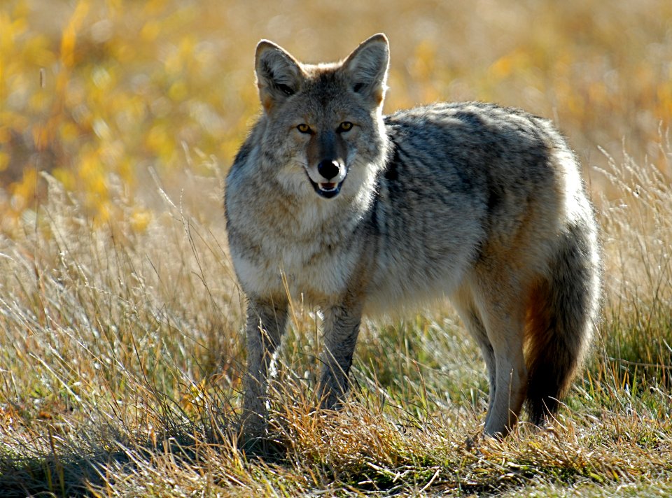 Wildlife90.tif