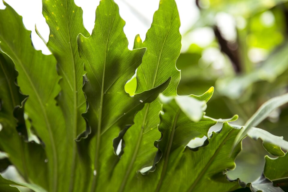 Green plant tree photo