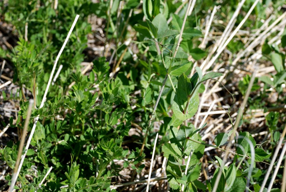 Cover Crops Tour 028