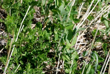 Cover Crops Tour 028