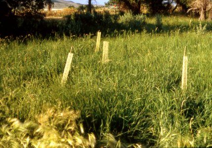 Riparian106.tif