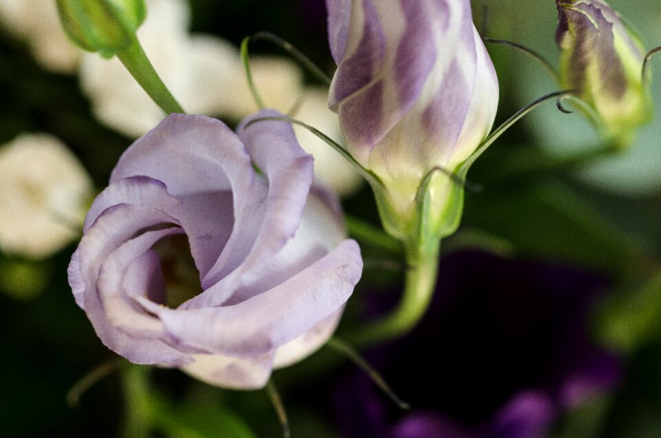 Flower floral nature