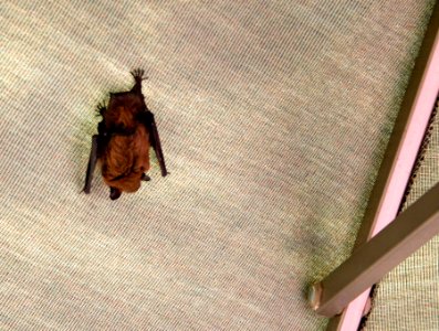 Barney Hangs Out