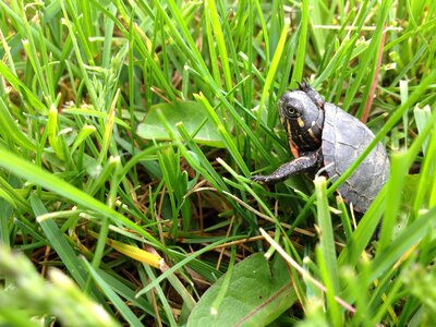 Nature wildlife shell