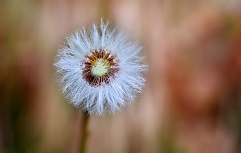 Nature close up flying seeds photo